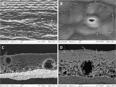 Chemical Composition and Biological Activities of the Essential Oils of Leptospermum petersonii and Eucalyptus gunnii